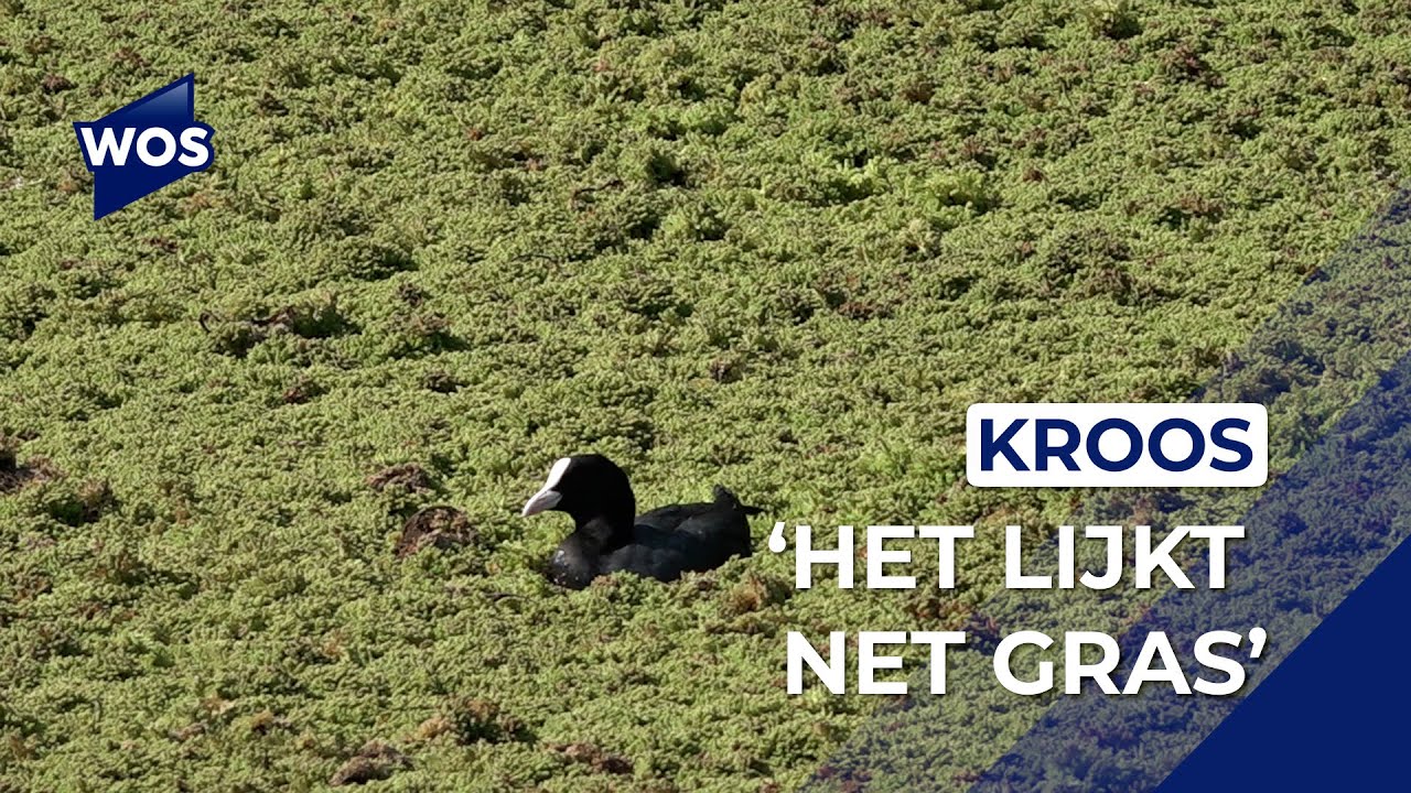 Wijk in Wateringen geïrriteerd door dikke laag kroos op water: 'Lijkt wel gras'