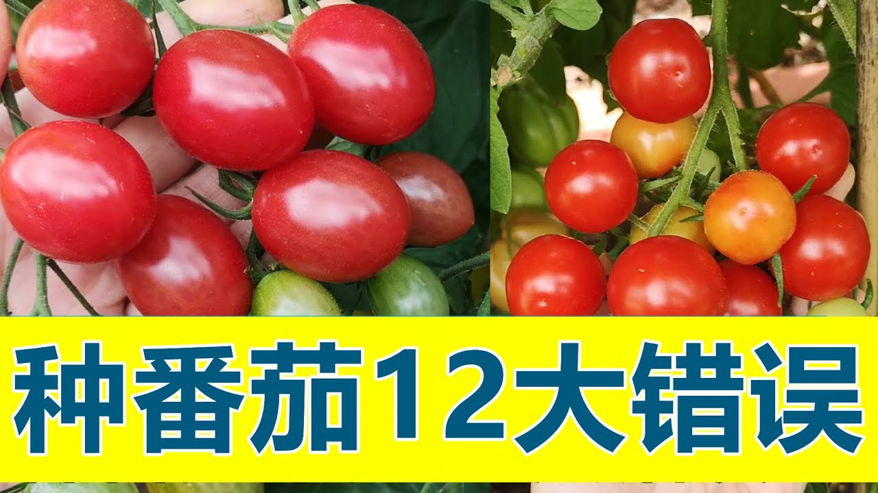 种西红柿常见的12个大错误 12 common mistakes in growing tomatoes