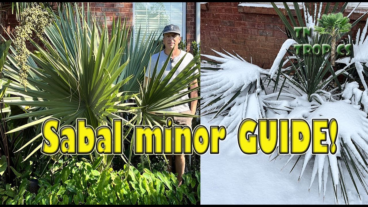 Sabal minor Full Guide!