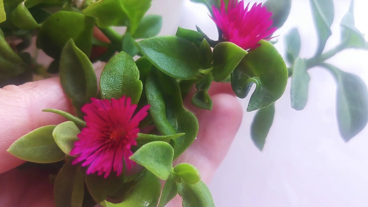 Buz Çiçeği. Buz çiçeğinin bakımı ve çoğaltılması nasıl yapılır? Aptenia Cordifolia