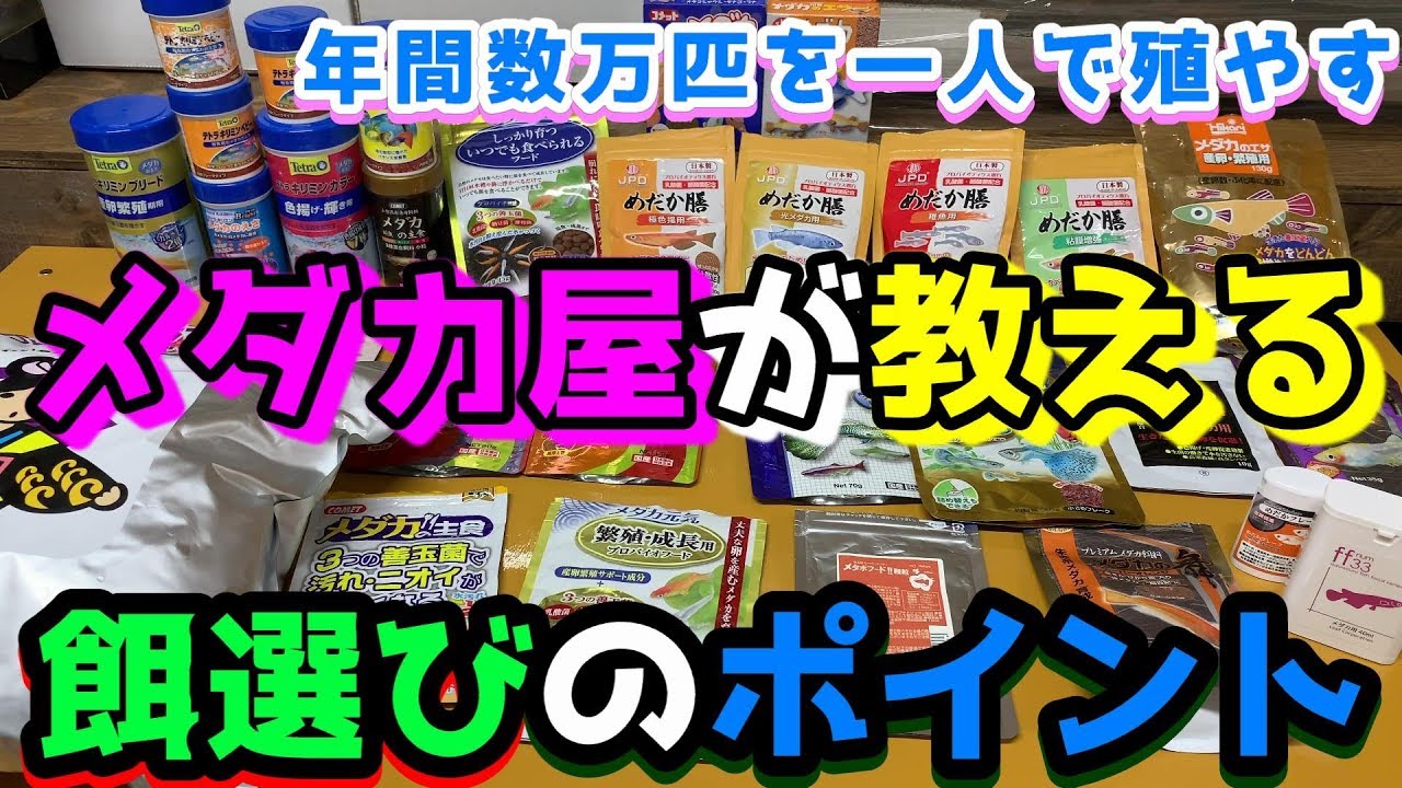 メダカ屋が教えるエサ選びのポイント！稚魚のエサは？生き餌は？おすすめは？【メダカの養魚場/媛めだか】