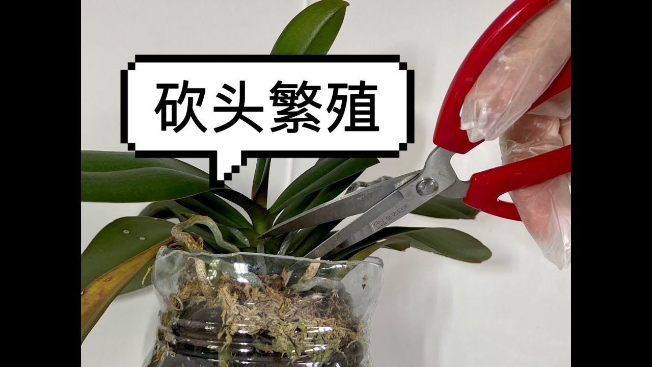 【20294】蝴蝶兰砍头繁殖演示，犹豫了好久，终于拿起了剪刀✂️，腰斩，一棵变几棵呢？// 静姐说花475