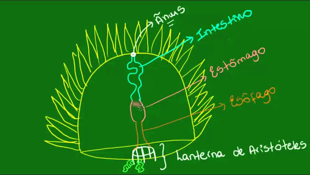 Sistema digestório dos Equinodermos - Zoologia - Biologia
