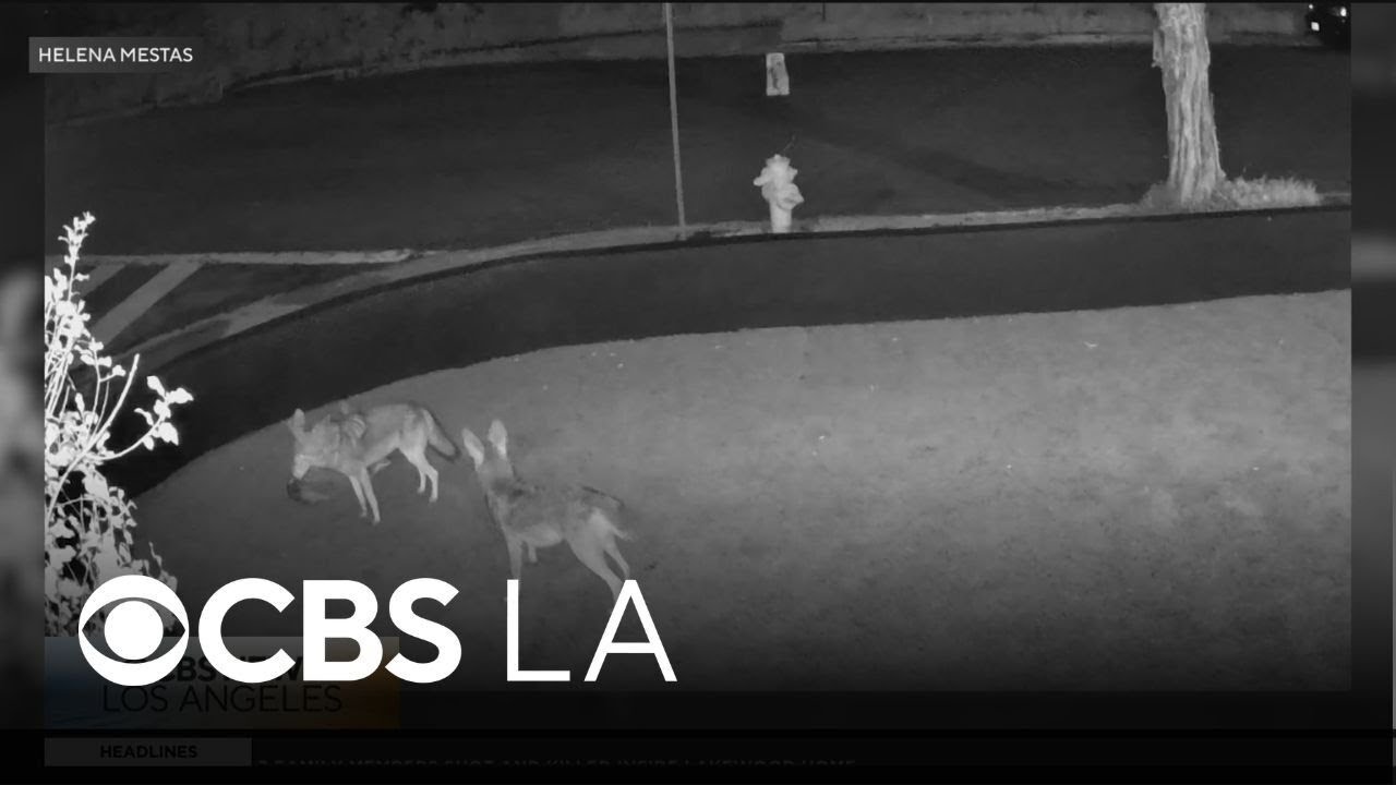 Del Rey community members talk about the increase in coyote sightings