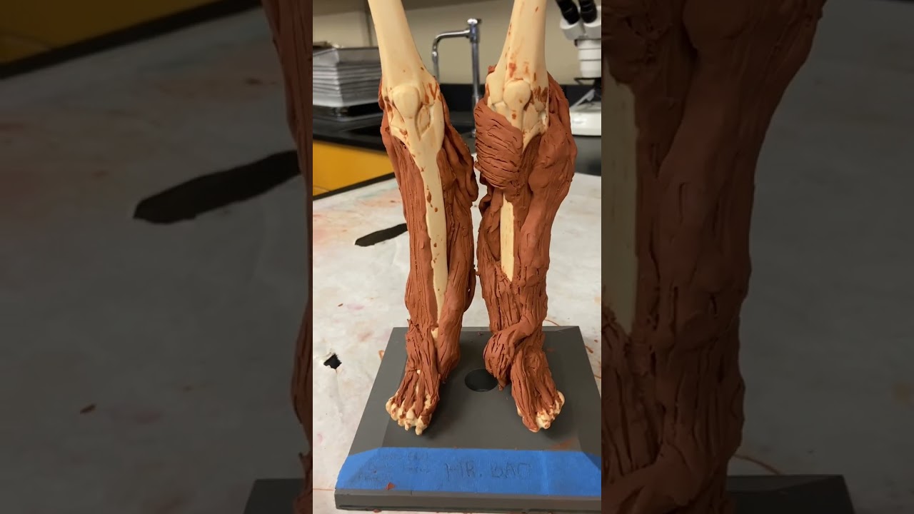 CLAY MANIKEN Presentation: The Lower Leg and Foot | Physiology