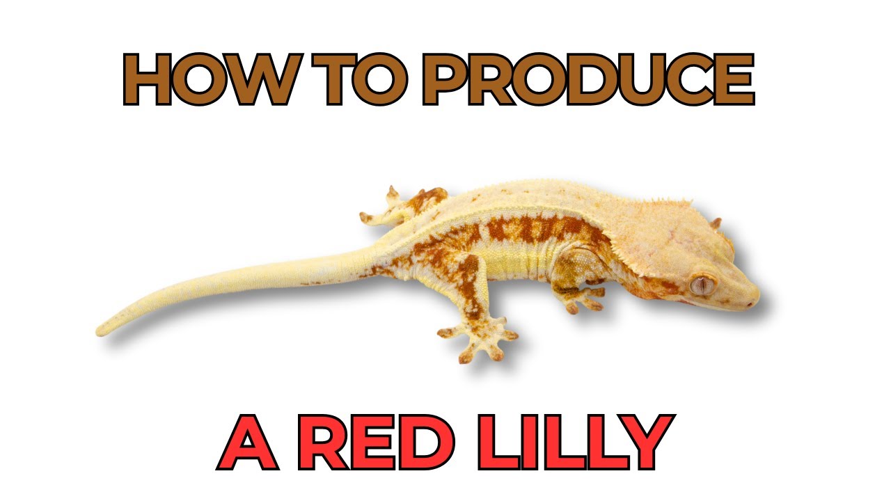 How to make a Red Lilly White Crested Gecko