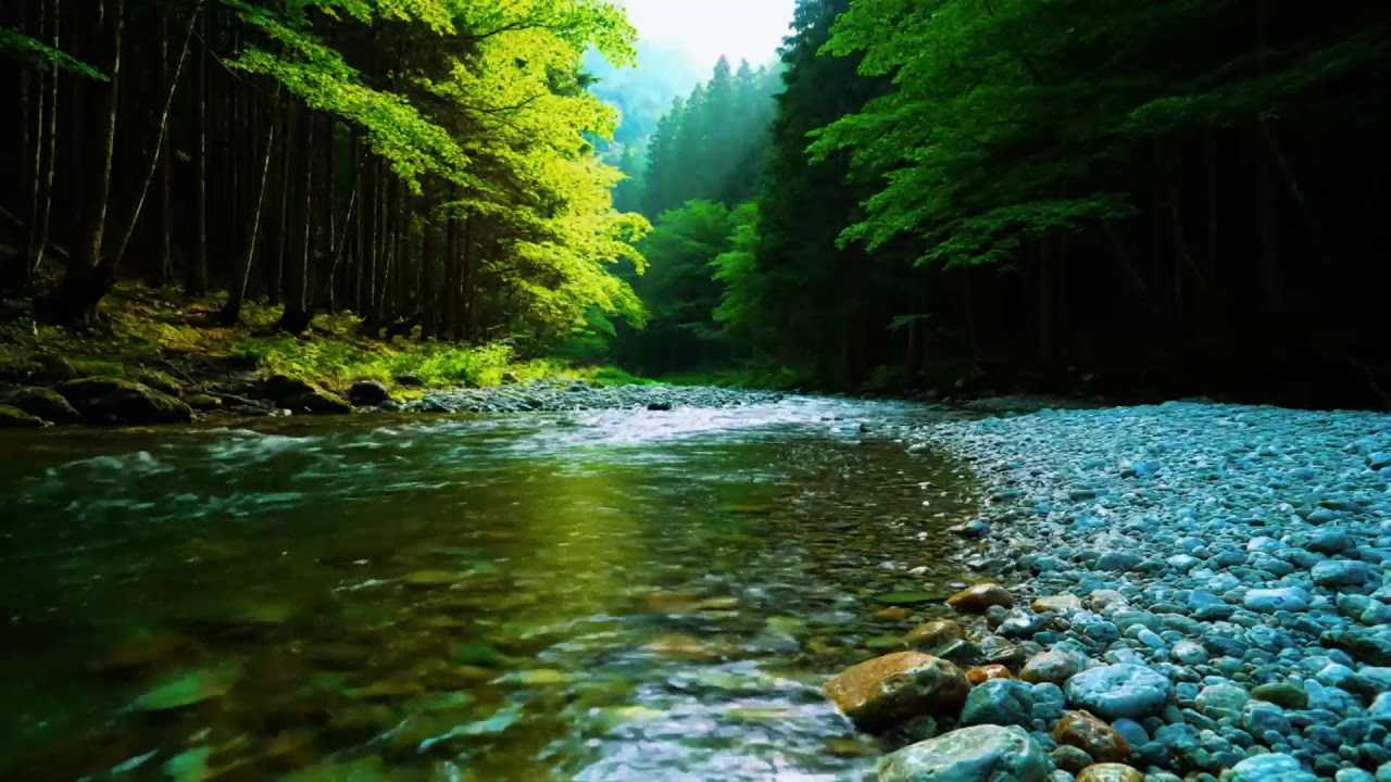 Forest Ambience - Birds Singing & Beautiful Stream Sounds for Peaceful Sleep,Deep Rest,Medicine ASMR