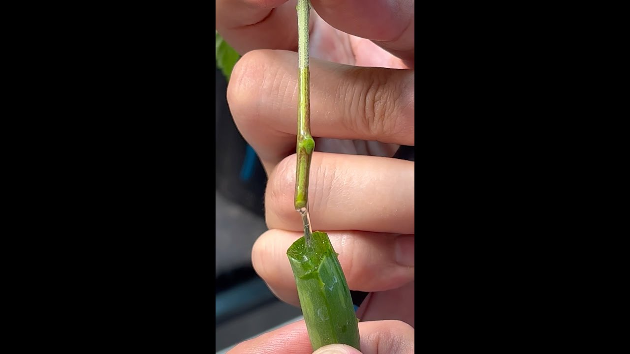 How to Clone Naturally/Organically using Aloe Vera!🌱💧