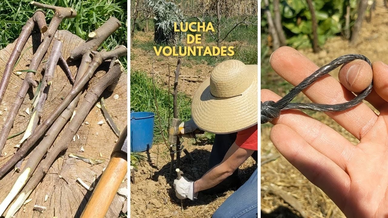 Doblar ramas de un manzano para adelantar su fructificación