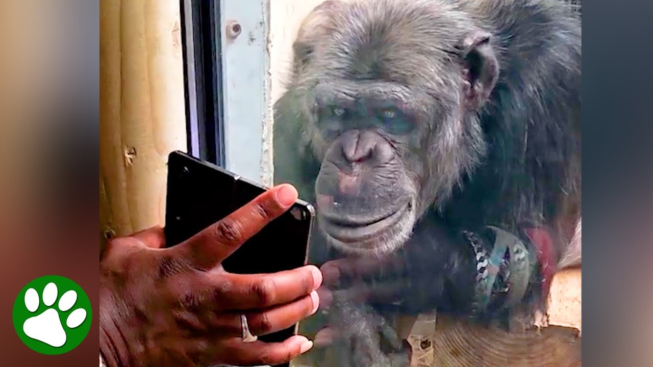 Chimp's reaction to watching King Kong