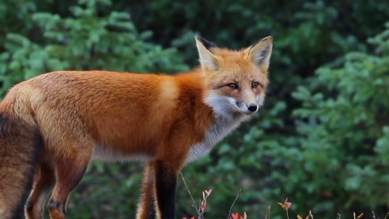 Red Fox Hunting Lesson (Nature Sounds)