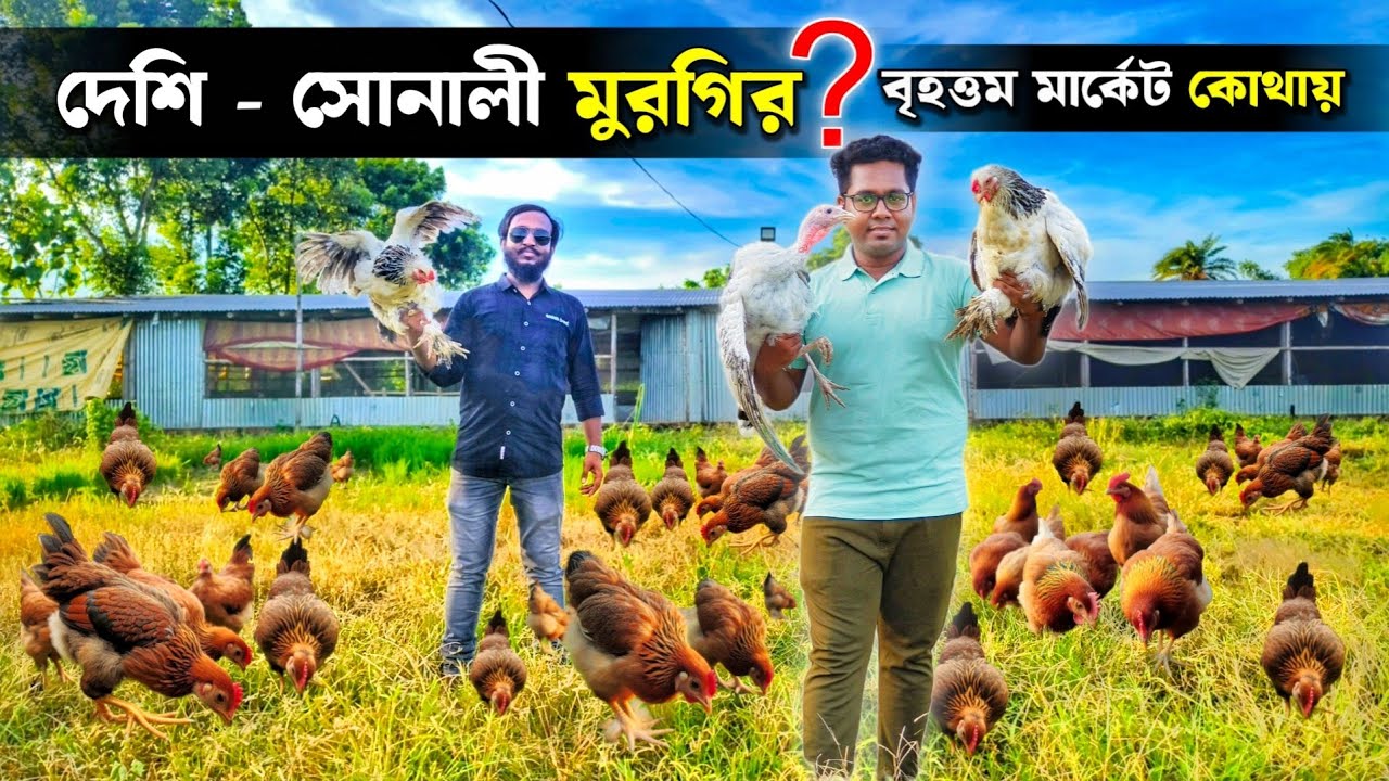 কোথায় দেশীয় সোনালি মুরগির বৃহত্তম মার্কেট | Desi Murgi Market | Country Chicken Farm | Murgi Farm