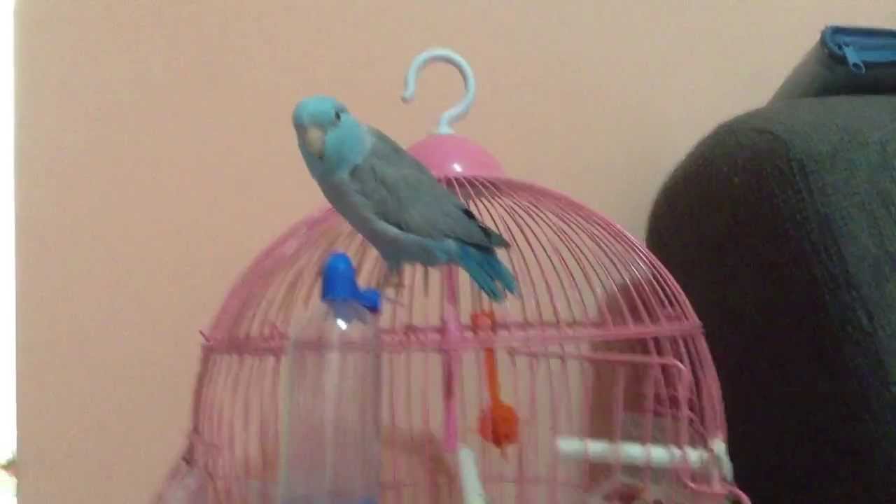 Forpus azul cantando e querendo conversar!