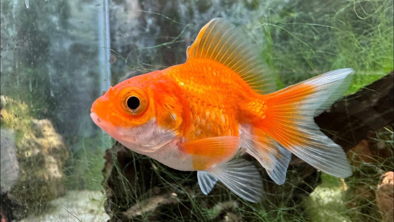 ❗️BITCOIN to ATH? This GOLD FISH will show the future in few days!❗️Will ETH, SOL and ADA follow❓