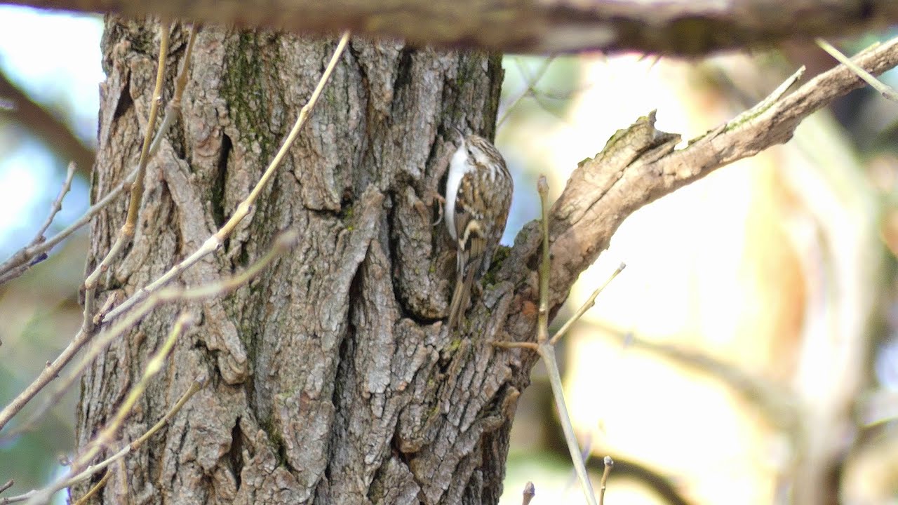 Eurasian Treecreeper (Certhia familiaris familiaris) foraging, Bulgaria