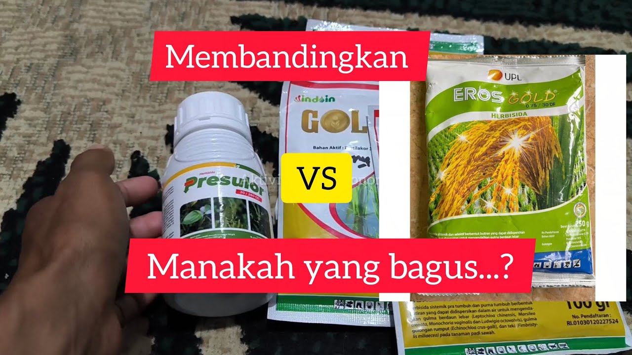 Menguji Kekuatan Dari Herbisida pembeku Biji Presulor VS Erosgold pada padi