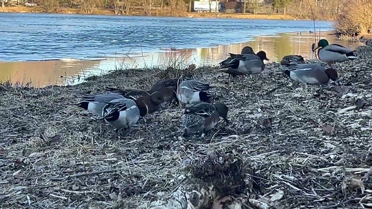 BrunNakke Ducks Whistle sounds  battle !Birdsounds who give you Spring feeling/ Norway March 5'