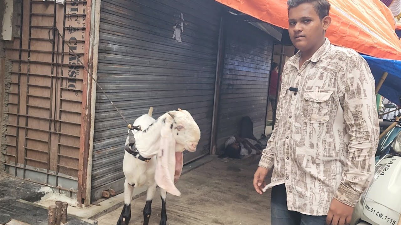 Linewale Hyderabadi Breeding Setup Goats And Different Breed Goats At Iliyas Goat Farm Mumbai.