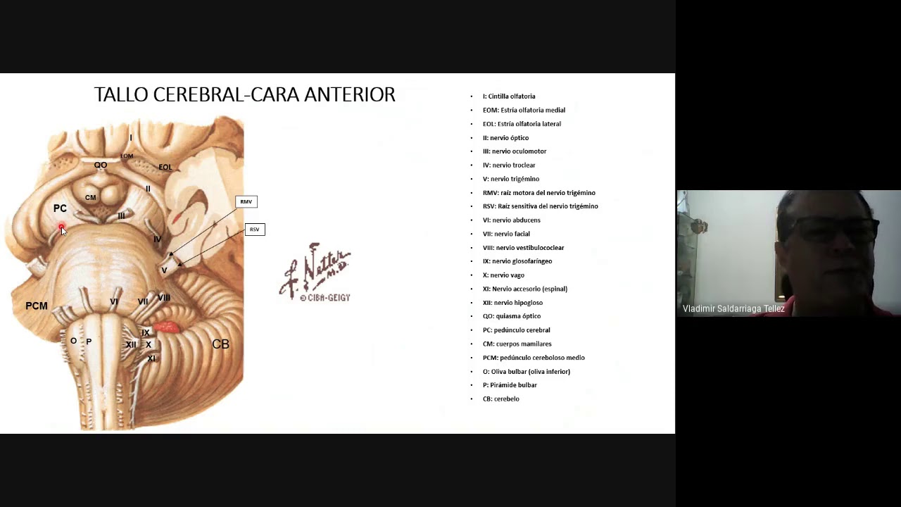 Tallo cerebral Nervios  Craneales-componentes