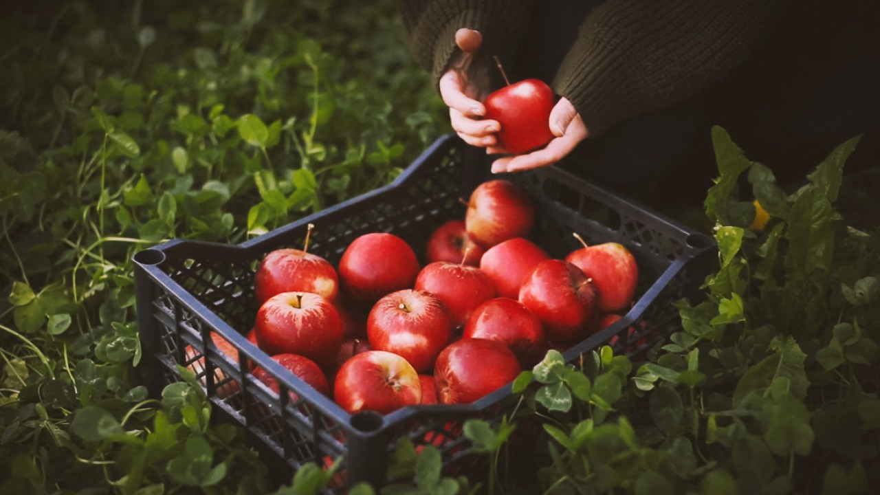 Quiet Apple Harvest & Frosty Morning | Simple Living, No Rush