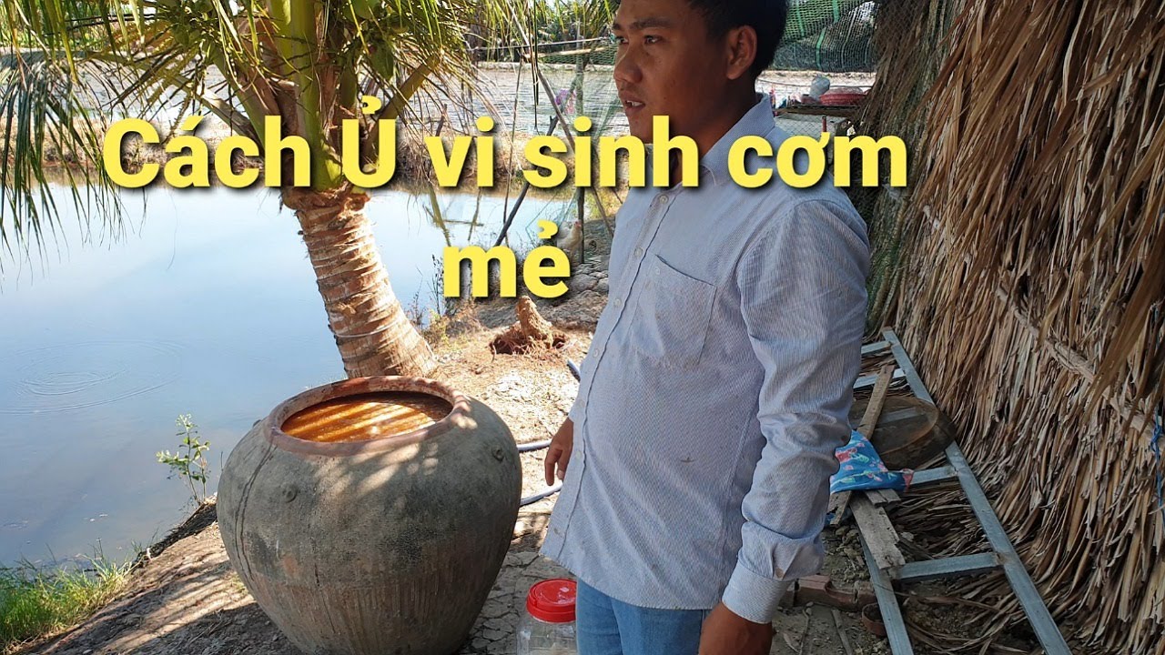 Cách Ủ Vi Sinh Cơm mẻ, [CHỈ 50K] 1kg Sử dụng 10 công. Hiệu quả hơn Men Thị Trường.