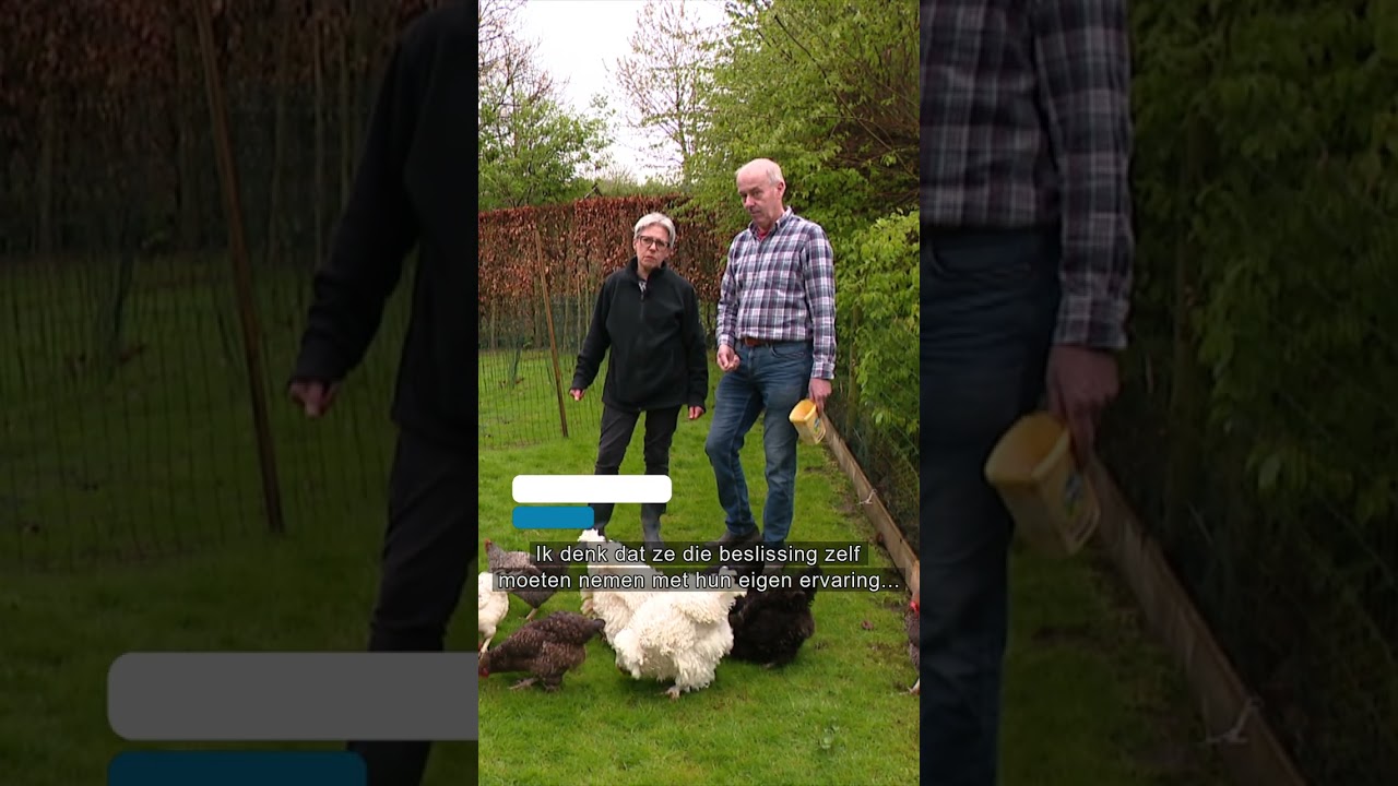 Negatief advies over eieren: hobbykippenhouders maken er zich niet druk om 🐔 | #L1Nieuws