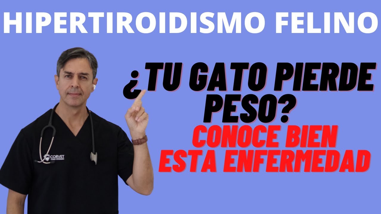HIPERTIROIDISMO FELINO