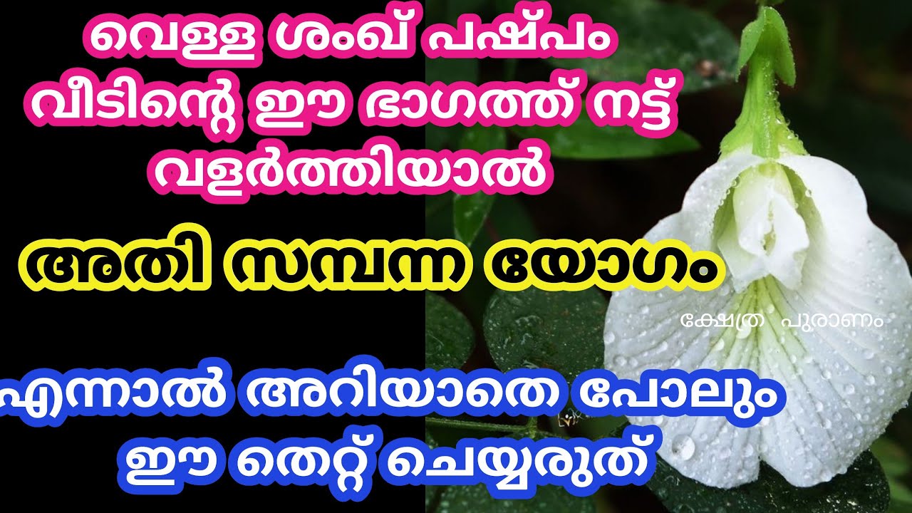 വീടിന്റെ ഈ ഭാഗത്ത് വെള്ള ശംഖ് പുഷ്പം നട്ട് വളർത്തിയാൽ കോടീശ്വര യോഗം.jyothisham Malayalam.astrology