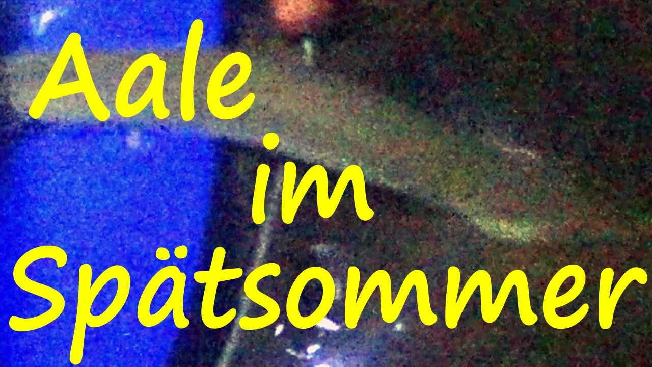 Aale im Spätsommer  #Aale #Stippen #Teich #Zander  #Angeln