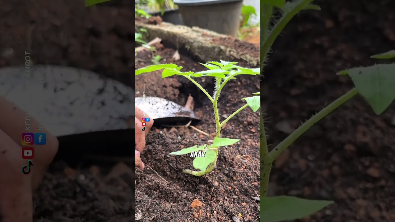 Cara Menanam Tomat Dengan Benar #petani #petanitomat #trikpintar #tipsberkebun #petanimodern