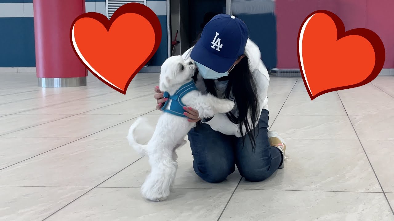 СОБАКА ВСТРЕЧАЕТ ХОЗЯИНА ЧЕРЕЗ ЧЕТЫРЕ МЕСЯЦА ❤️ (ЭМОЦИОНАЛЬНО)