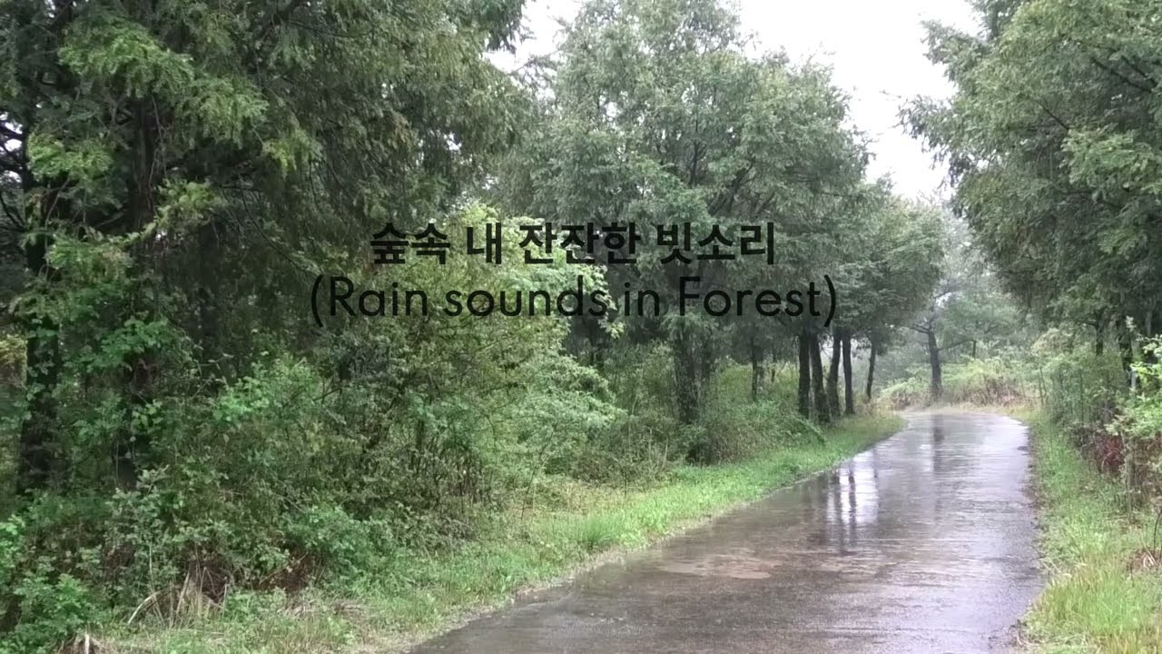 (1시간) 빗소리ASMR / 잔잔한 숲속 내 빗소리 / 공부, 수면, 집중, 명상용 / Rain sounds for sleep