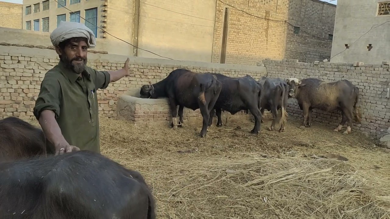 کٹا فارمنگ سے کروڑوں روپے کا منافہ کیسے کما سکتے ھیں سنیے فارمر کی زبانی #animalhealth #کٹا فارمنگ