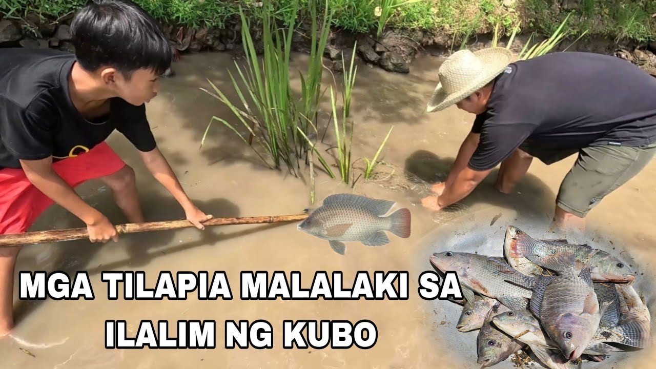 Malaking tilapia nahuli sa ilalim ng Kubo...libreng ulam sa Bukid