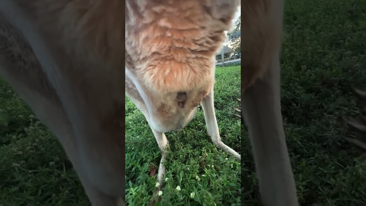 Inside a Kangaroo Pouch