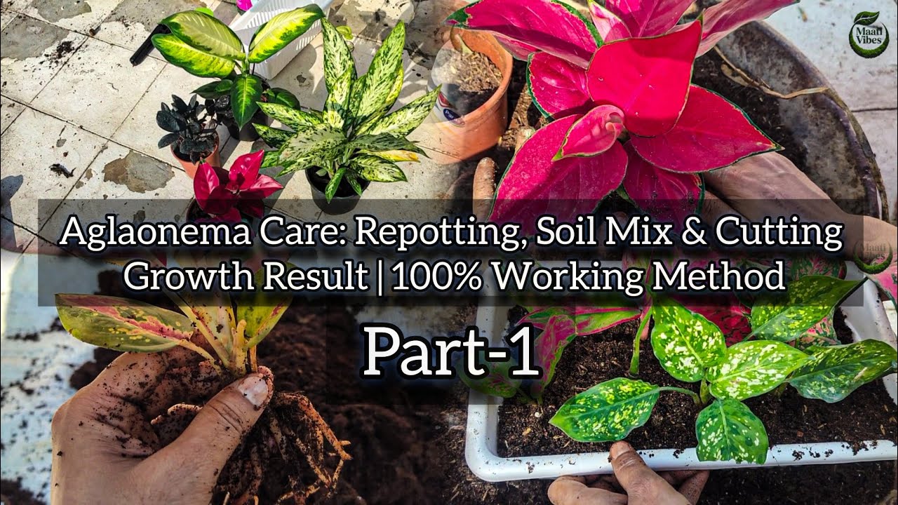 Aglaonema Plant Full Guide Part 1 | Repotting, Soil & Cutting Result | Indoor Plants Hindi