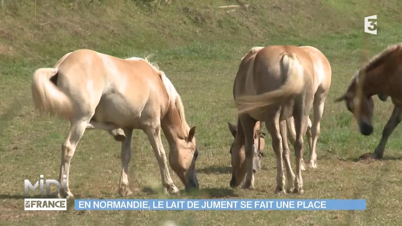 ANIMAUX & NATURE : En Normandie, le lait de jument se fait une place