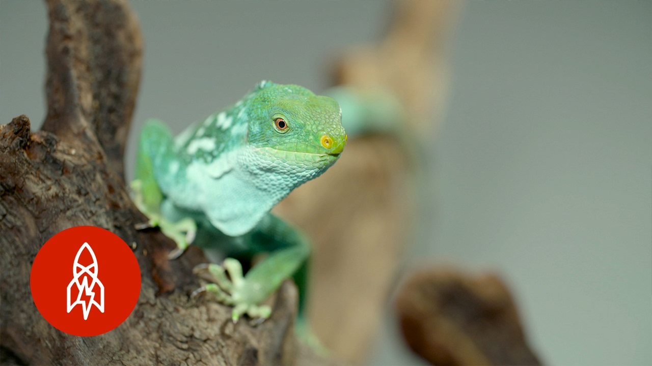 A Threatened National Treasure: The Fiji Banded Iguana Morphs for Survival