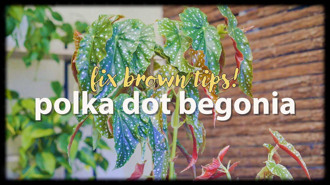 Why Polka dot stem turns brown after pruning and how to fix it | Begonia maculata