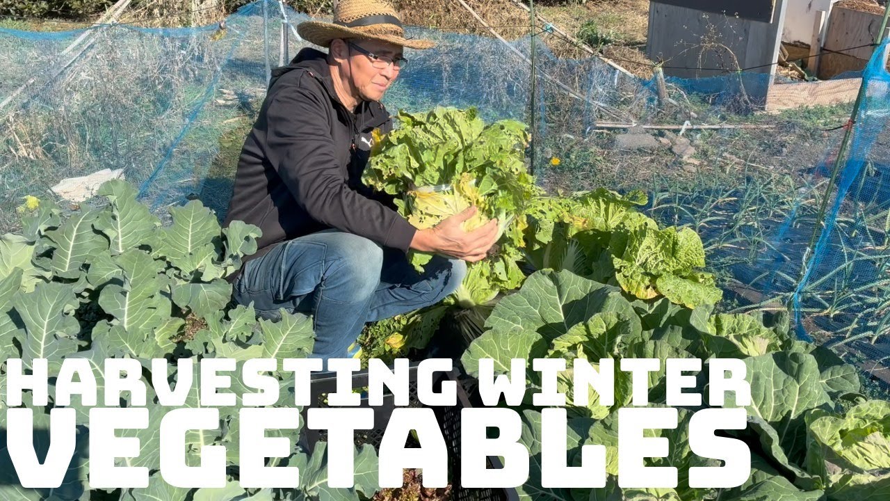 🌱 Harvesting Winter Vegetables at the Farm in Japan | Fresh Seasonal Greens