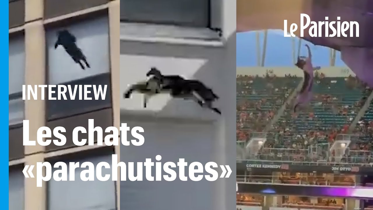 « 9 fois sur 10, ils survivent » : comment les chats résistent aux chutes de plusieurs étages