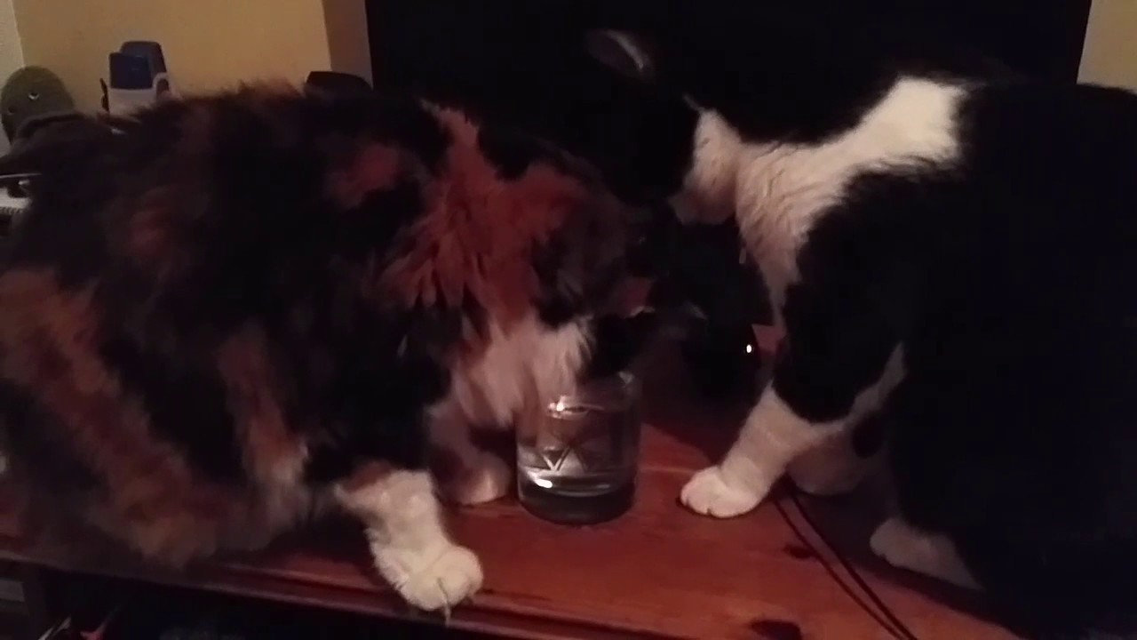 Two Cats, One Glass