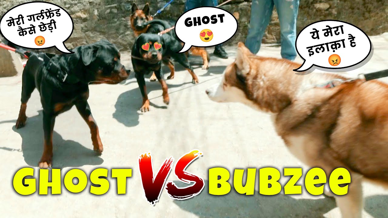 Ghost aur Bubzee ka hua Panga 🔥💪🏻😡 | @namitaology @THEHIMALAYANHUSKY