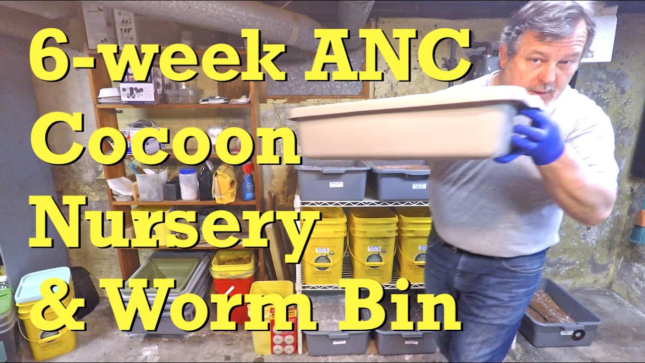 6-week African nightcrawler worm composting system & its cocoon nursery - vermicompost