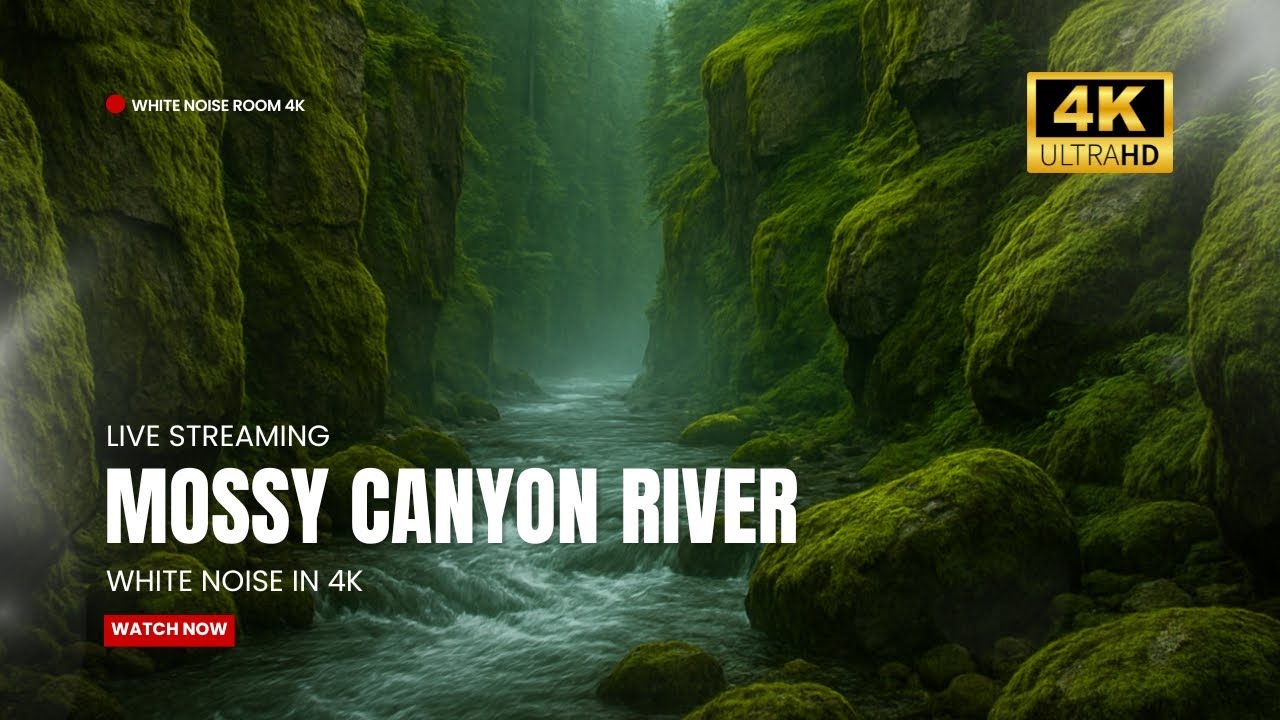 LIVE: Mossy Canyon River in 4K | Cinematic Stream Ambience for Smart TVs