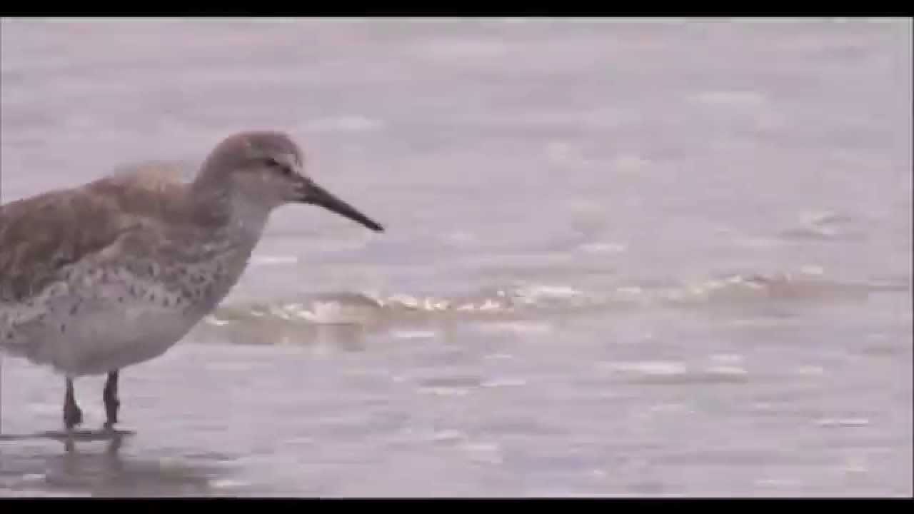 Super Bird!!  Plight of the Red Knot