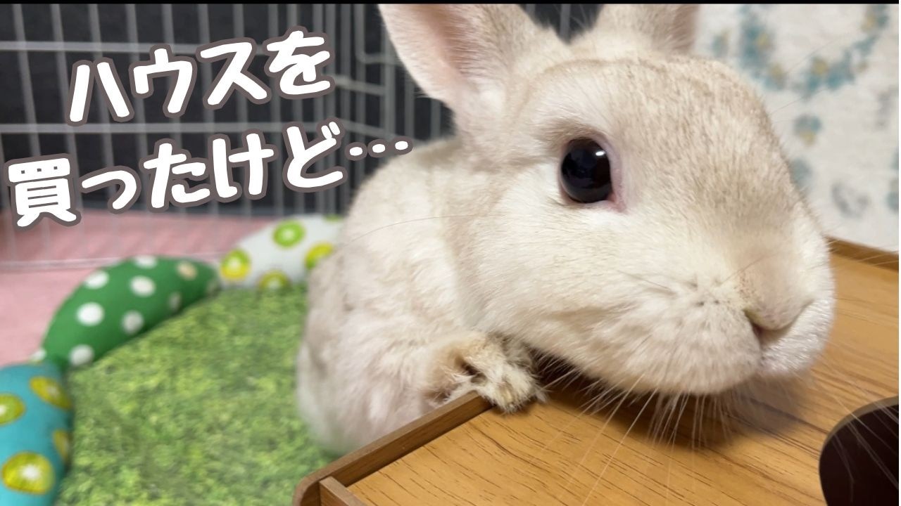 ダイソーでうさぎのハウスを買ったらこうなりました…🐰🏠