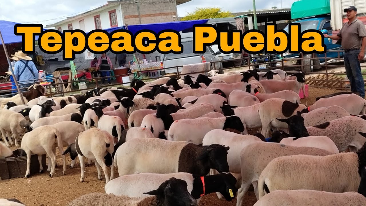 Borregos , chivos en Tepeaca Puebla / Días viernes 