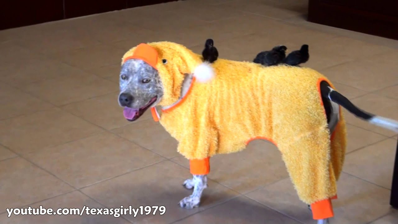 Amazing! Dog, Cat and Chicks celebrate HALLOWEEN! Pit Bull Sharky &  RoombaCat Max-Arthur