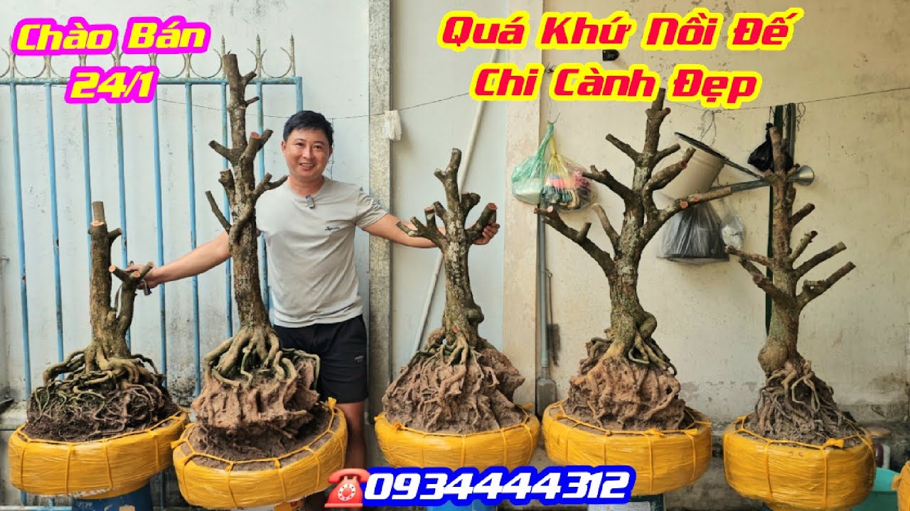 #Tín_0934444312, BG 24/1,  Phôi Mai Tứ Quý Đế Lu Cực Vip, Đặc Kẹo , chi cành đẹp / CS Cần Thơ